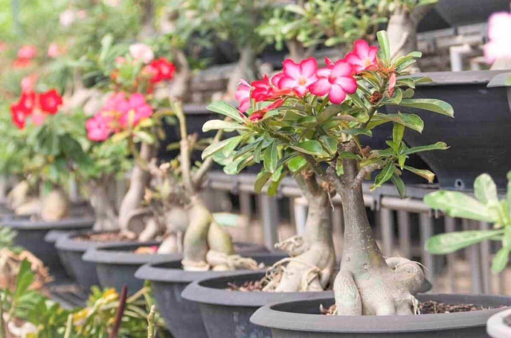 Tampak tanaman jenis Kamboja Jepang dengan berbagai ukuran, foto: dayaternak.com