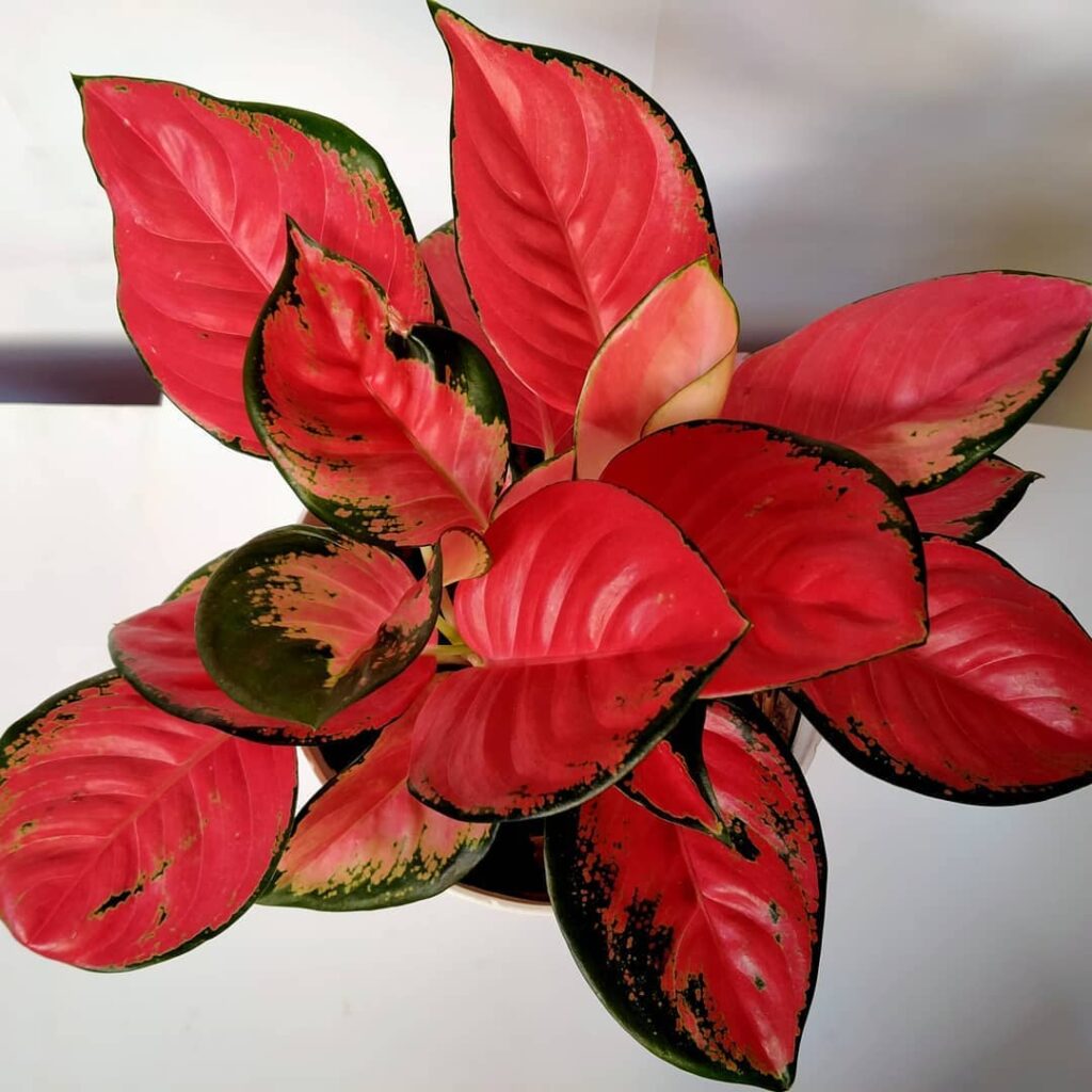 Jenis tanaman Aglaonema Red Kochin, foto: instagram.com