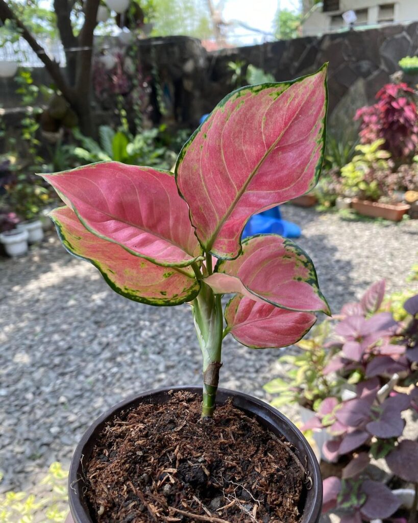 Jenis tanaman Aglaonema Red Ruby, foto: instagram.com