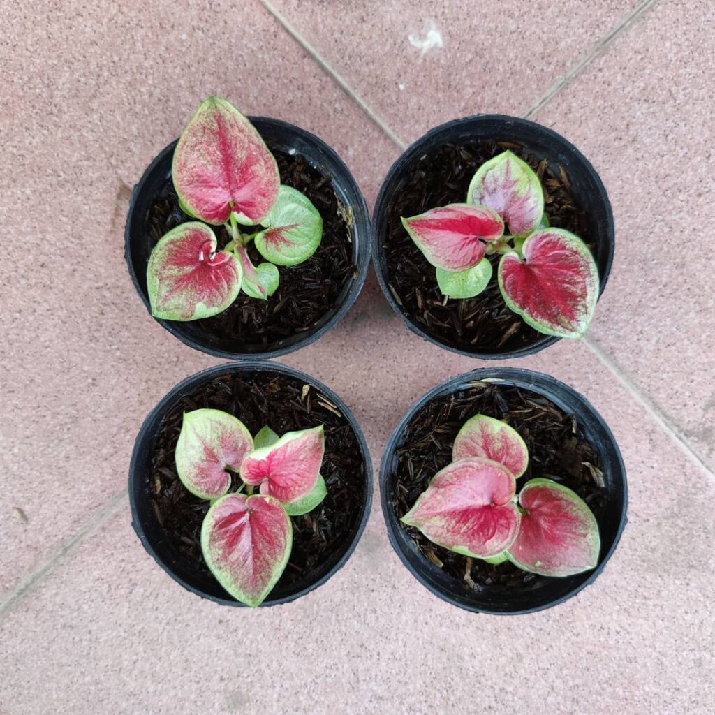 Bibit jenis tanaman Variegata Caladium Dwi Warna, foto: Instagram.com