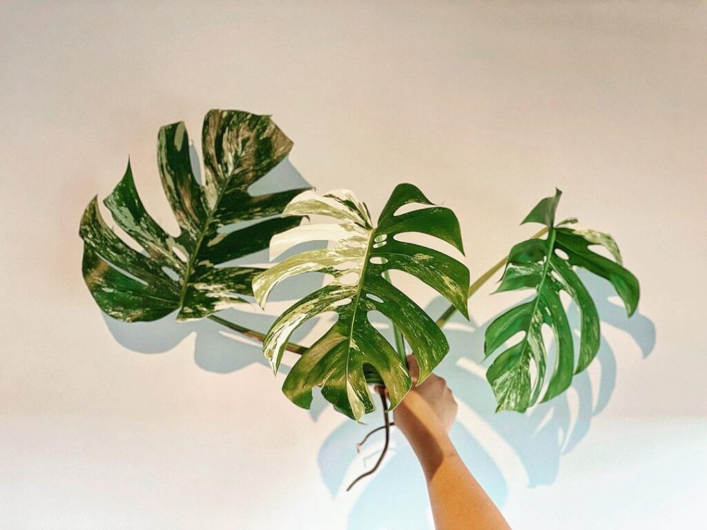 Jenis tanaman Variegata Monstera Deliciosa, foto: Instagram.com