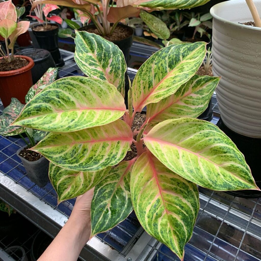 Jenis tanaman Aglaonema Cinta, foto: instagram.com