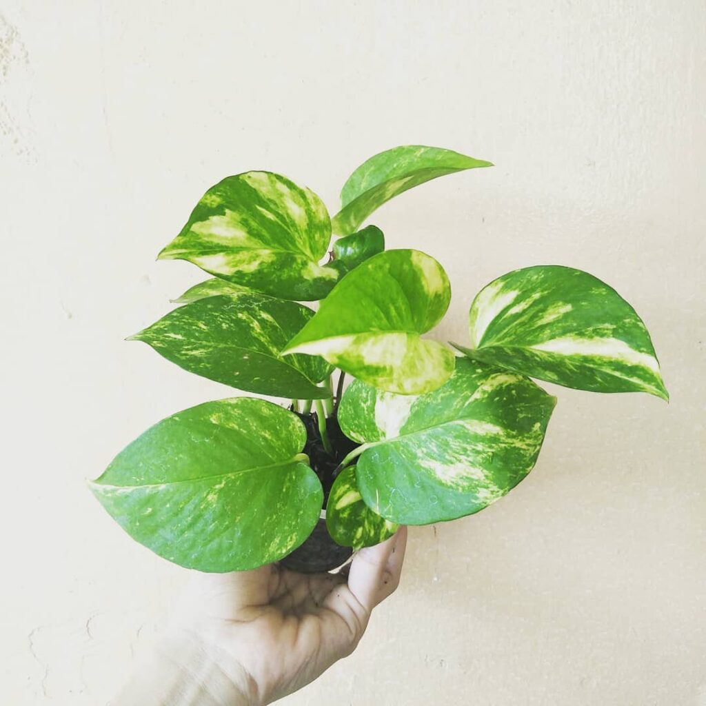 Jenis tanaman Variegata Sirih Gading Belanda, foto: Instagram.com
