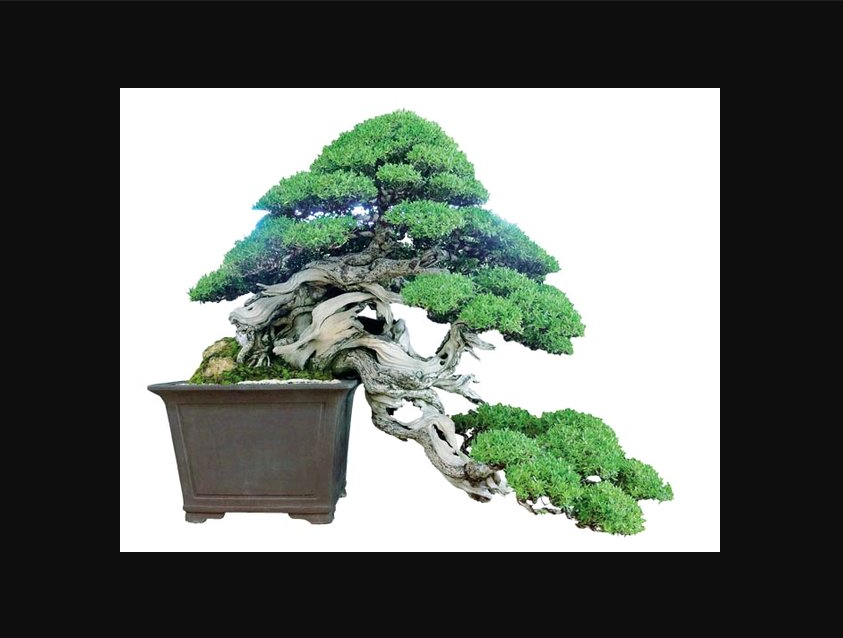 Ilustrasi bonsai dengan bentuk batang unik dan menarik, foto: bukalapak.com