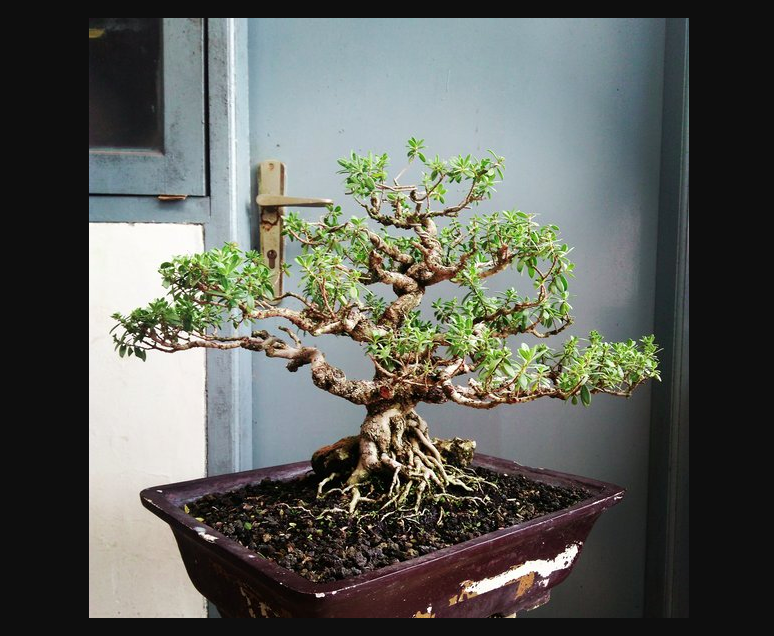 Lebih dekat dengan bonsai santigi, foto: bukalapak.com