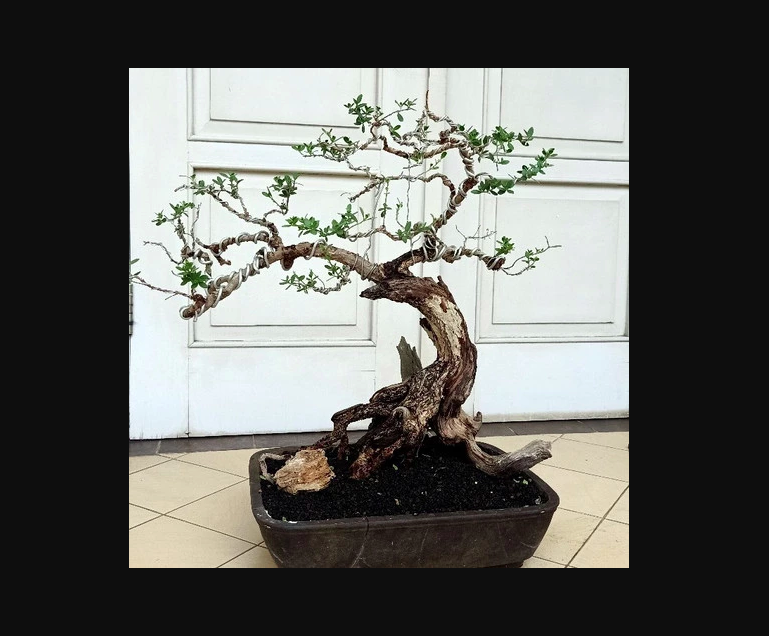 Ilustrasi proses kreasi bonsai santigi, foto: tokopedia.com