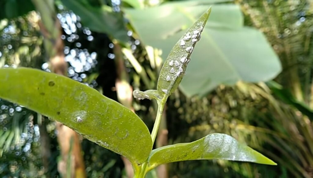Ilustrasi tanaman yang diserang oleh hama kutu putih, foto: kampustani.com