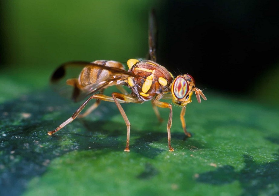 Ilustrasi hama lalat buah, foto: abahtani.com