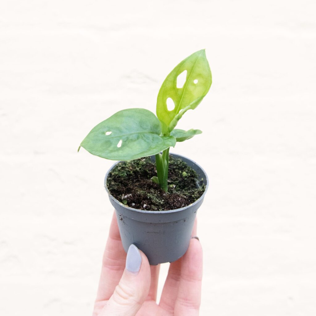 Ilustrasi fakta tanaman Janda Bolong bibit dengan pot berukuran mini, foto: cdn.shopify.com