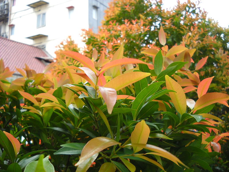 Tampak lebih dekat daun jenis tanaman hias pucuk merah, foto: id.wikipedia.org