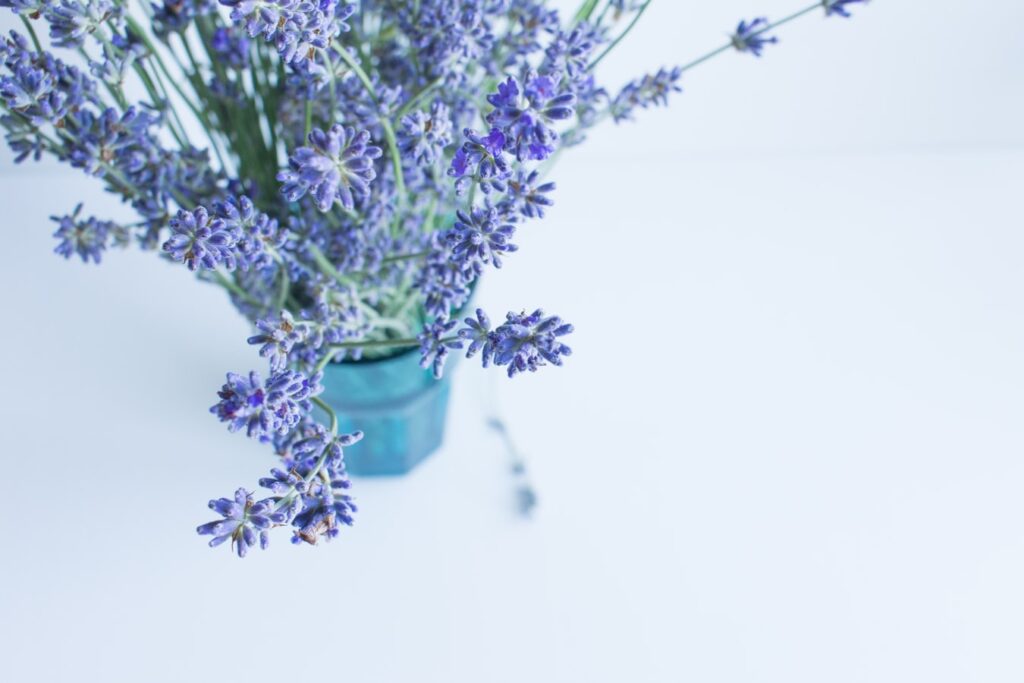 Tampak jenis tanaman hias indoor Bunga Lavender, foto: unsplash.com
