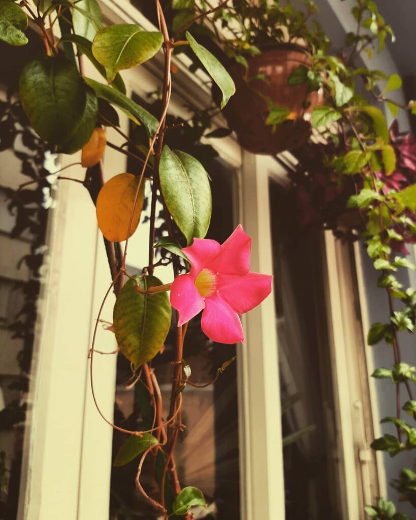 Jenis tanaman merambat bunga Dipladenia, foto: instagram.com