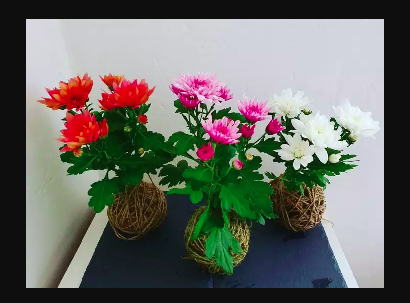 Ilustrasi bunga Krisan dengan pot yang unik dengan pencahayaan cukup, foto: lazada.co.id