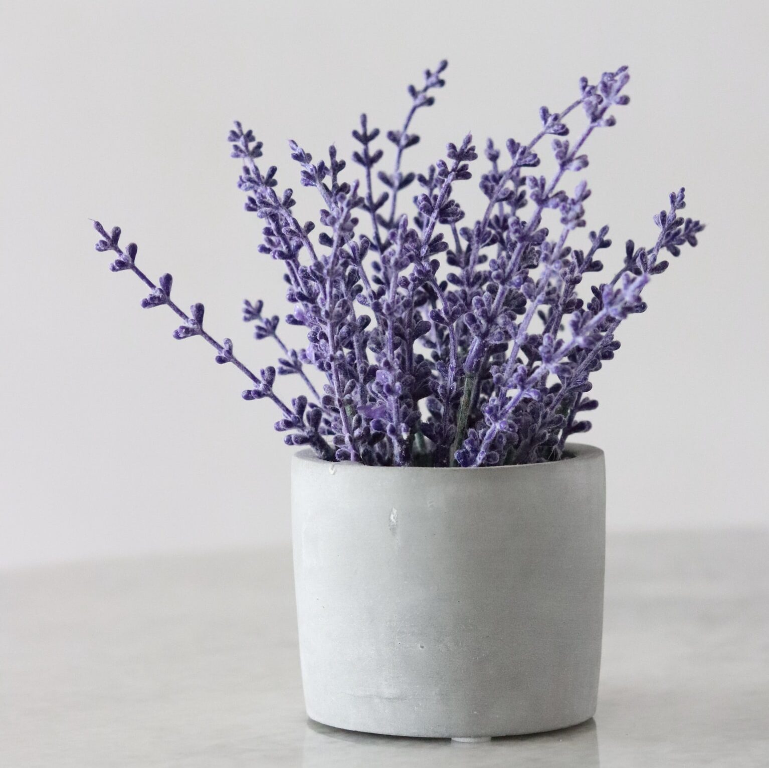 Lavender. Sumber : pinterest.com