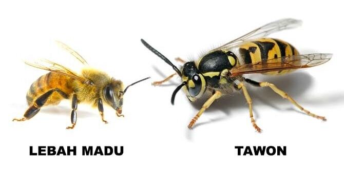 Perbedaan lebah madu dengan tawon. Sumber : Google