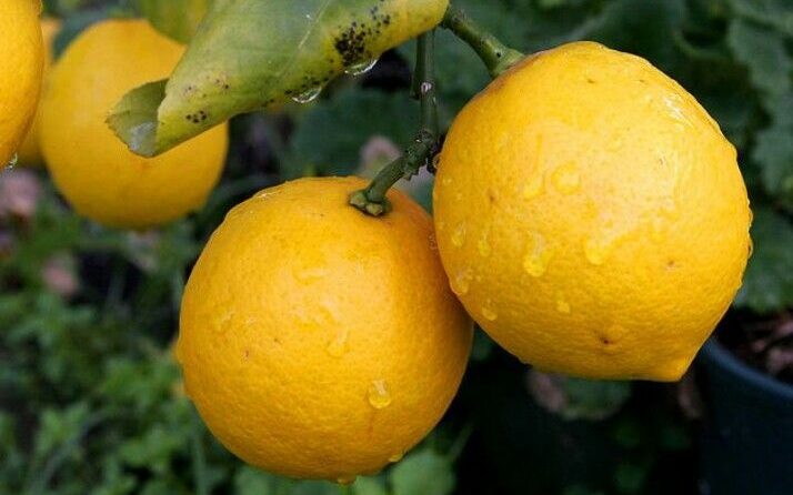 jJenis jeruk lemon atau sitrun. Sumber : pinterest.com