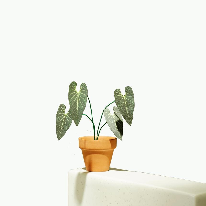 Anthurium Metallicum