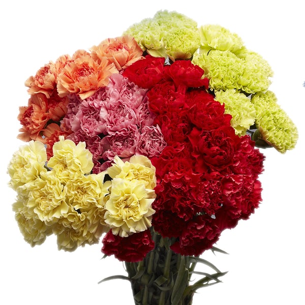 Buket bunga carnation, sumber: flavorsnycinc.com