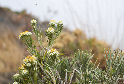 Ilustrasi gambar bunga edelweis jawa diambil dari unsplash 