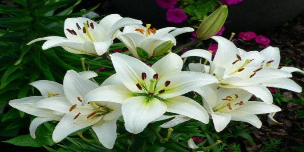 Bunga bakung menjadi salah satu tanaman dekorasi pernikahan. Sumber ;google.com