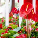 Anthurium dapat menjadi opsi tanaman dekorasi untuk acara pernikahan. sumber ; google.com