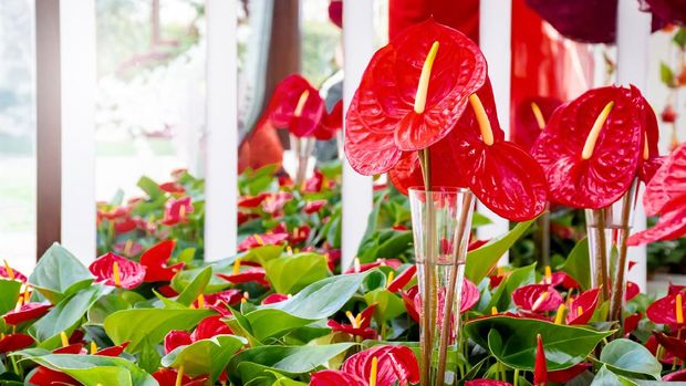 Anthurium  dapat menjadi opsi tanaman dekorasi untuk acara pernikahan. sumber ; google.com