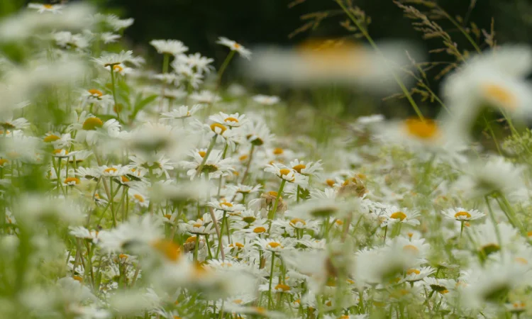 Jenis tanaman hias, Sumber: pexels.com