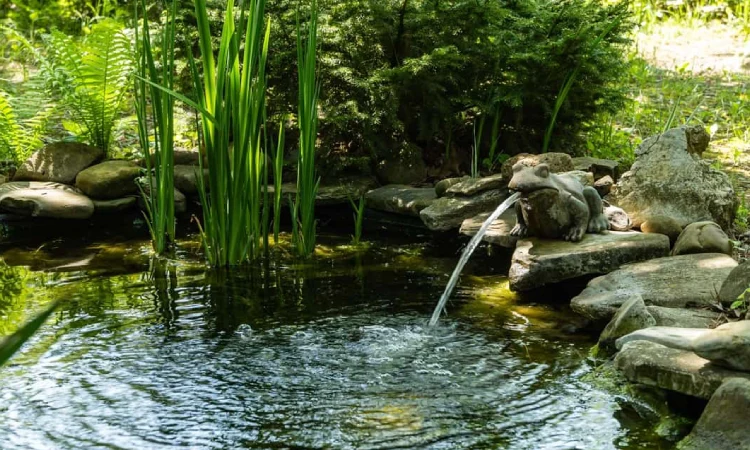 Kolam ikan taman, Sumber: website-files.com