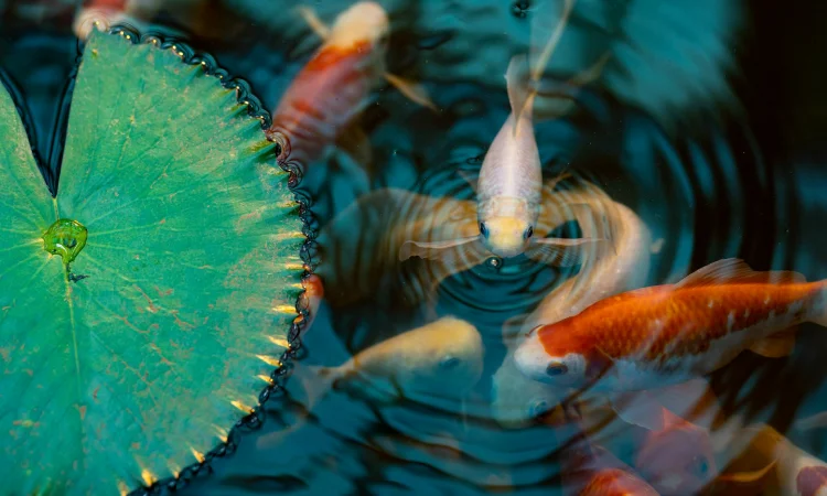 Tanaman kolam ikan, Sumber: pexels.com