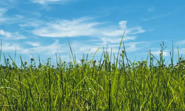 Rumput liar, Sumber: pexels.com