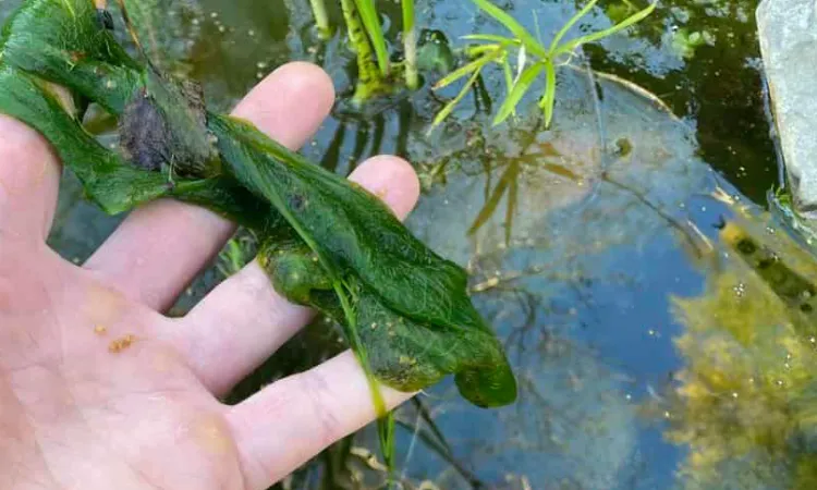 Kolam ikan lumut, Sumber: ozponds.com