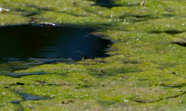 Penyebab munculnya lumut di kolam, Sumber: pexels.com