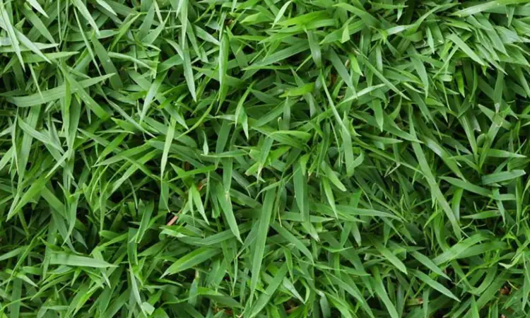 Rumput Zoysia matrella, Sumber: luthfinurilman.com