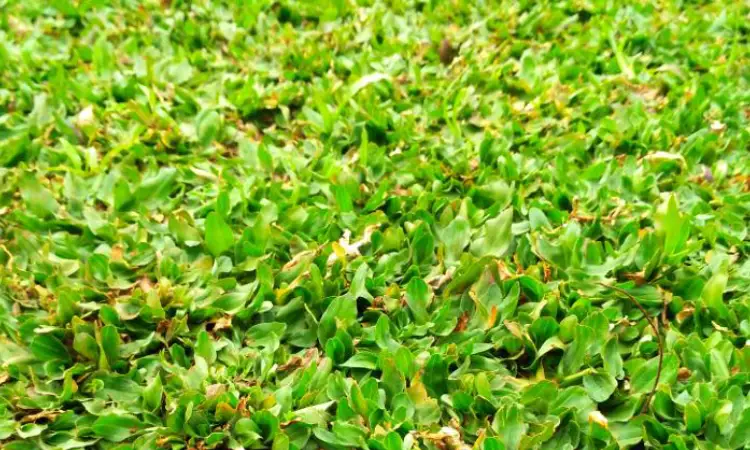Rumput gajah mini, Sumber: tamantropis.com