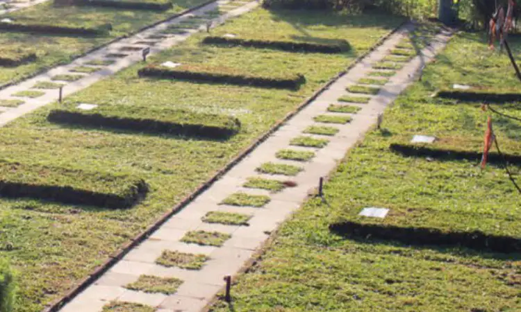 Rumput pemakaman, Sumber: sinergifoundation.org