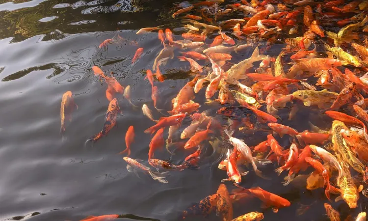 Tips membersihkan kolam ikan dari lumut, Sumber: pexels.com