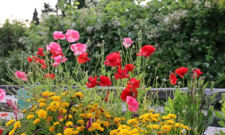 Butterfly garden, Sumber: gardentherapy.ca