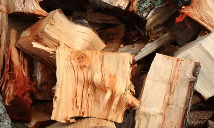 Jenis kayu pinus, Sumber: lantaikayu.biz