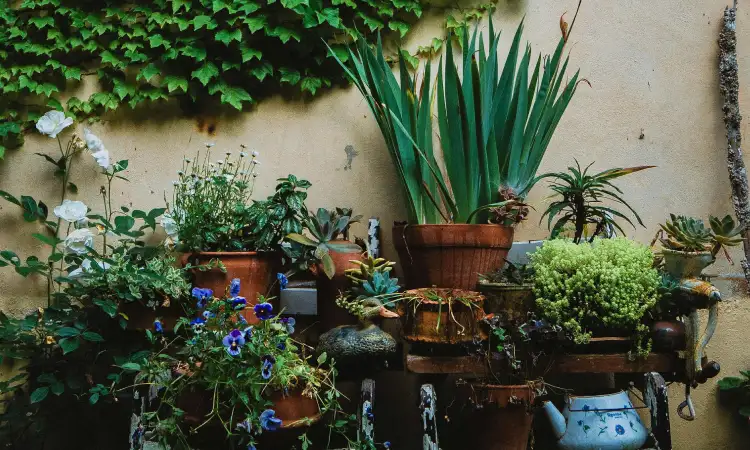 Taman bebas nyamuk, Sumber: pexels.com