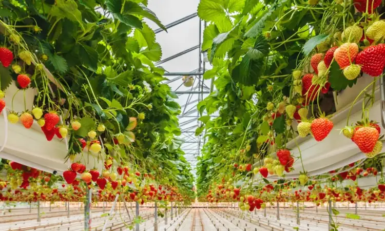 Buah stroberi, Sumber: futurecdn.net