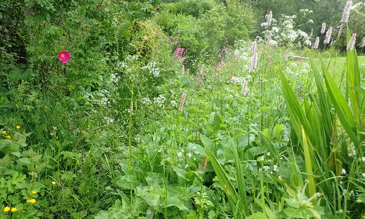 Keuntungan wild garden bagi pemilik rumah yang sibuk, Sumber: create-cdn.net