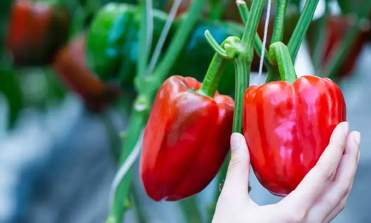 Paprika, Sumber: canadianfoodfocus.org