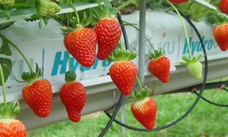 Tanaman greenhouse, Sumber: grower2grower.co.nz