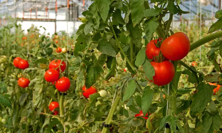 Tanaman greenhouse tomat, Sumber: futurecdn.net