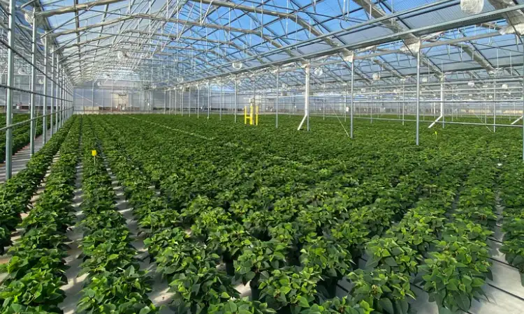 Tips budidaya greenhouse, Sumber: conleys.com