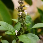 Kemangi, Sumber: pexels.com