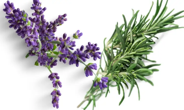 Lavender dan rosemary, Sumber: sabrinacurrie.com