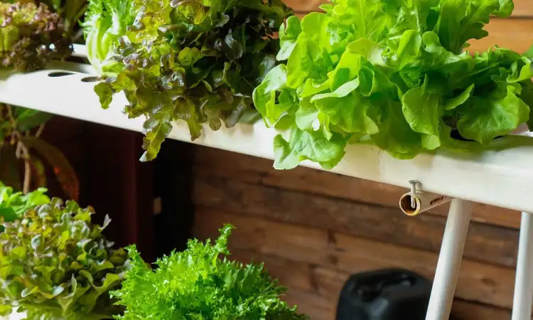 Manfaat memiliki taman hidroponik, Sumber: familyhandyman.com