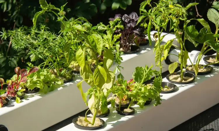 Mengenal taman hidroponik, Sumber: familyhandyman.com