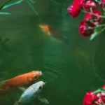 Pembuatan kolam ikan dan taman, Sumber: pexels.com